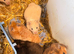 Syrian hamsters ready now