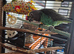 Myers Parakeet