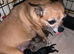 Apple head chihuahua males puppy s