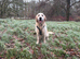 Proven Golden Retriever Stud Available