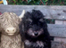 Adorable Miniature poodle Puppies
