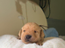 Yellow/dark yellow Labradors