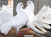 PURE WHITE/WHITE WITH BLACK TAILS FANTAILS (PERMANENTLY ERECTED TAILS)
