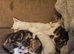 3 Beautiful Khao Manee x Turkish Angora kittens for sale