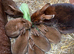 Gorgeous Pedigree Mini Rex rabbits for sale