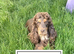 ️ READY NOW KC Chocolate Show Type Cocker Puppies️