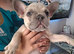 French bulldog pups (kc reg )