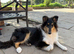 4.5 Month Old Tri Coloured Female Rough Collie Puppy