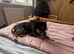 Full chihuahua stud