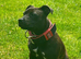 11 month old Staffy bitch kc reg