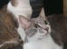 Greek Born Grey Tabby Cat Male Neutered