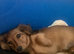 Stunning kc min dachshunds ready now to loving homes. Only 2 left !