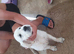 Golden retrievers girl kc reg