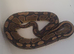2 female ball pythons