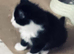 Beautiful Kittens for sale