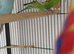 Ppair of young cocks