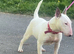 2 girls 9 weeks old READY FOR LOVING HOMES