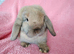 Mini lop girls for sale