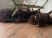 Stunning choc and tan bear coat shar pie