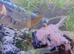 Tropical fish