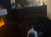 Stunning female Bernese for new home