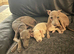 Two delightful Italian Greyhound male puppies