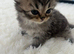 Beautiful Purebred Persian Kittens boy