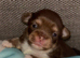 Long coat chihuahua