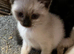 Ragdoll cross female kittens.