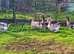 Dewlap Toulouse Goose PAIRS *NEAR HONITON DEVON*