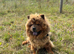 KC registered adorable chow chow puppies