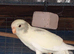 Three Kakariki siblings