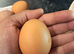 Fresh free-range eggs for sale.