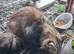 2 beautiful British long hair cross chinchilla kittens