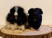 4 pairs of boys and 2 pairs of girls needing a home