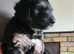 Shepard pups cross