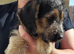 Jackapoo puppies