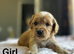 Beautiful litter of cockapoo puppies ready from 10th July