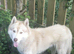 Bruno – Friendly 2-Year-Old Dog Looking for a Loving Home.