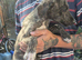 Lurcher pups