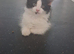 kittens for sale