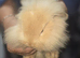 3 lionhead and 2 lop