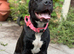 Bullmastiff x Staffy Young Female Dog