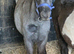 Lovely marked spotted colt