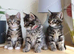 2 Tabby Kittens Ready Now