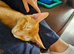 Abyssinian Kittens