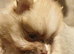 Pomeranian puppies ready end of Aug taking deposits now