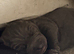Beautiful  puppy American bulldog &rdquo;s x corso ready to leave around 24 July only 3 bitches left