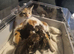 Kittens for sale