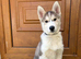 5 month old husky puppy